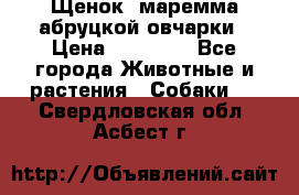 Щенок  маремма абруцкой овчарки › Цена ­ 50 000 - Все города Животные и растения » Собаки   . Свердловская обл.,Асбест г.